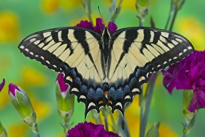 Images Dated 15th January 2006: Eastern Tiger Swallowtail Butterfly, Papilio glaucus