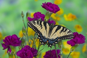 Images Dated 15th January 2006: Eastern Tiger Swallowtail Butterfly, Papilio glaucus
