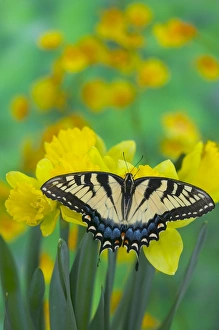 Images Dated 15th January 2006: Eastern Tiger Swallowtail Butterfly, Papilio glaucus