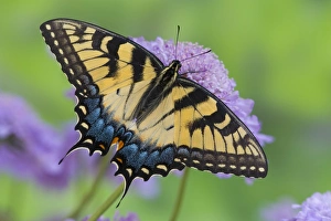 Images Dated 29th April 2005: Eastern Tiger Swallowtail Butterfly, Papilio glaucus
