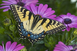 Images Dated 29th April 2005: Eastern Tiger Swallowtail Butterfly, Papilio glaucus