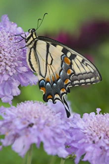 Images Dated 29th April 2005: Eastern Tiger Swallowtail Butterfly, Papilio glaucus