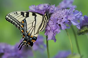 Images Dated 29th April 2005: Eastern Tiger Swallowtail Butterfly, Papilio glaucus