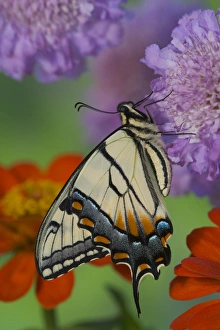 Images Dated 29th April 2005: Eastern Tiger Swallowtail Butterfly, Papilio glaucus