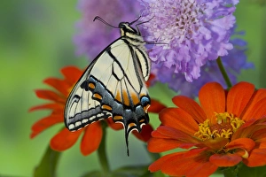 Images Dated 29th April 2005: Eastern Tiger Swallowtail Butterfly, Papilio glaucus