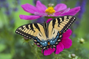 Images Dated 6th May 2005: Eastern Tiger Swallowtail Butterfly, Papilio glaucus