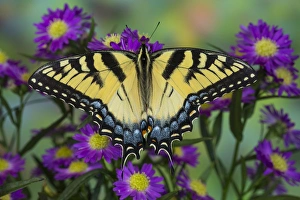 Eastern Tiger Swallowtail Butterfly, Papilio glaucus