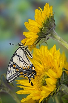 Eastern Tiger Swallowtail Butterfly, Papilio glaucus