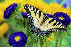 Eastern Tiger Swallowtail Butterfly, Papilio glaucus