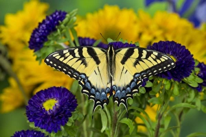 Eastern Tiger Swallowtail Butterfly, Papilio glaucus