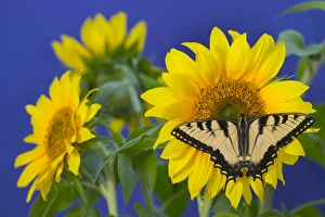 Images Dated 27th July 2005: Eastern Tiger Swallowtail Butterfly, Papilio glaucus
