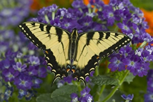 Eastern Tiger Swallowtail Butterfly, Papilio glaucus