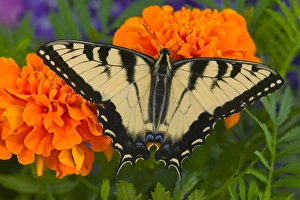 Images Dated 27th July 2005: Eastern Tiger Swallowtail Butterfly, Papilio glaucus