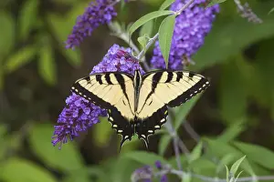 Images Dated 3rd August 2013: Eastern Tiger Swallowtail Butterfly (Papilio glaucus) male on Butterfly Bush (Buddleia