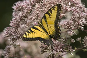 Eastern tiger swallowtail, Creasey Mahan Nature Preserve, Kentucky