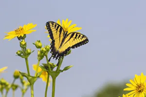 Images Dated 3rd March 2022: Eastern Tiger swallowtail on Cup plant