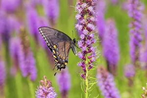 Alighting Prints: Eastern Tiger Swallowtail female black form on Prairie blazing star