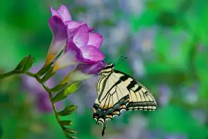 Butter Fly Prints: Eastern Tiger Swallowtail on Fresia - Sammamish Washington