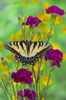 Images Dated 15th January 2006: Eastern Tiger Swallowtail Papilio glaucus