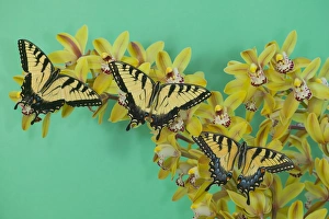 Images Dated 5th January 2006: Eastern Tiger Swallowtail Papilio glaucus