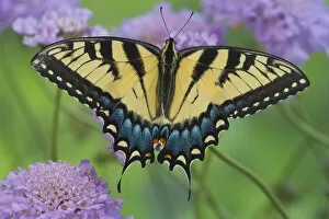 Images Dated 29th April 2005: Eastern Tiger Swallowtail Papilio glaucus