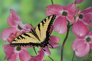 Images Dated 30th April 2005: Eastern Tiger Swallowtail Papilio glaucus
