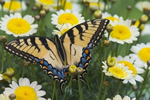 Images Dated 1st May 2005: Eastern Tiger Swallowtail Papilio glaucus