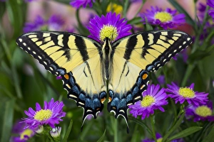 Eastern Tiger Swallowtail Papilio glaucus