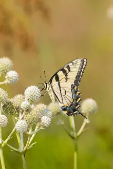 Eastern Tiger Swallowtail (Papilio glaucus) on Rattlesnake Master (Eryngium yuccifolium)