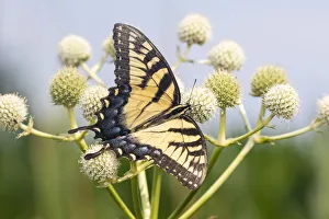 Eastern Tiger Swallowtail (Papilio glaucus) on Rattlesnake Master (Eryngium yuccifolium)