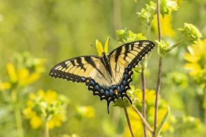 Images Dated 29th May 2020: Eastern Tiger Swallowtail (Papilio glaucus) on Rosin Weed (Silphium integrifolium)