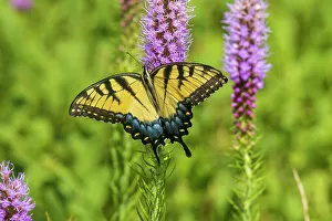 Alighting Prints: Eastern Tiger Swallowtail on Prairie blazing star