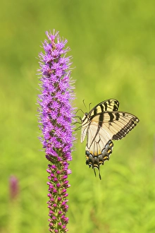 Images Dated 10th June 2024: Eastern tiger swallowtail on prairie blazing star
