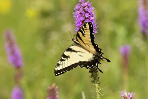 Images Dated 10th June 2024: Eastern tiger swallowtail on prairie blazing star