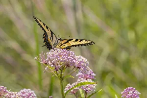 Eastern Tiger swallowtail on swamp milkweed