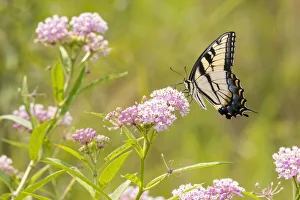 Images Dated 3rd March 2022: Eastern Tiger swallowtail on swamp milkweed