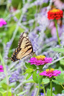 Images Dated 10th June 2024: Eastern tiger swallowtail zinnia, Marion County, Illinois