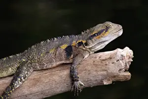 Queensland Prints: An Eastern Water Dragon (Eastern Water Dragon) basks on a sun-drenched log on