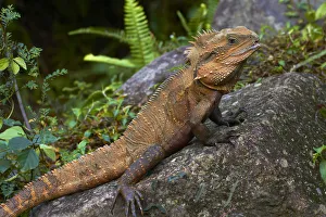 Queensland Prints: Eastern Water Dragon (Physignathus lesueurii), Australia