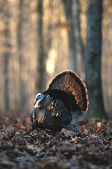Eastern Wild Turkey (Meleagris gallopavo silvestris) gobbler strutting, Stephen A