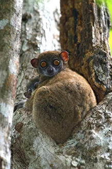 Eastern Woolly Lemur (Avahi laniger), Madagascar. The eastern woolly lemur (Avahi laniger)