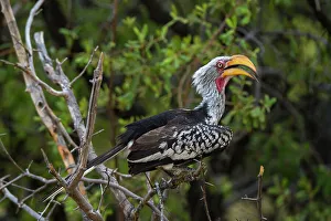 Stem Prints: An eastern yellow-billed hornbill