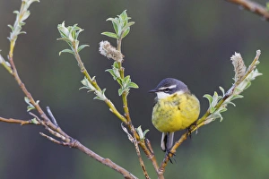 Images Dated 15th June 2014: Eastern Yellow Wagtail