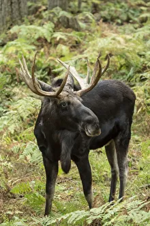 Images Dated 7th December 2018: Eatonville, Washington State, USA. Bull moose in Northwest Trek Wildlife Park