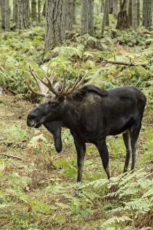 Janet Horton Prints: Eatonville, Washington State, USA. Bull moose in Northwest Trek Wildlife Park
