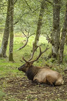 Eatonville, Washington State, USA. American elk bull resting in Northwest Trek Wildlife Park