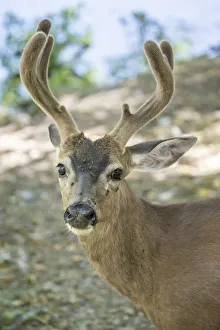 Images Dated 30th June 2015: Eatonville, Washington State, USA. Male white-tailed deer in springtime with velvety