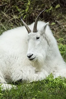Eatonville, Washington State, USA. Mountain goat resting in Northwest Trek Wildlife Park