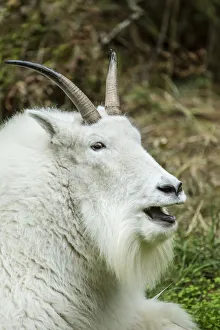 Eatonville, Washington State, USA. Mountain goat resting and vocalizing in Northwest