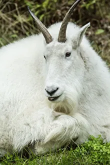 Images Dated 10th October 2015: Eatonville, Washington State, USA. Mountain goat resting in Northwest Trek Wildlife Park